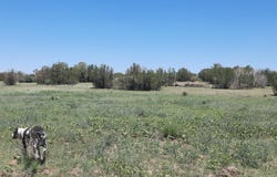 Lot 1316 Anvil Rock Rd, Seligman, AZ 86337