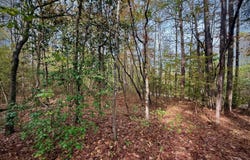 00 Scott Road, Sipsey, AL 35584