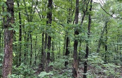 000 Hwy 63 S, Mammoth Spring, AR 72554