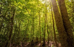 00 Princeton Highway, Honea Path, SC 29654