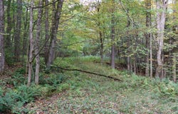 150 Lawrence Road, Windsor, NY 13865