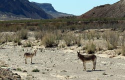 30  Mailbox Road, Terlingua/Alpine, TX 79830
