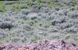 NW4NW4 E Miller Mountain, La Barge, WY 83123