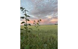 Tomasini Court, Moriarty, NM 87035