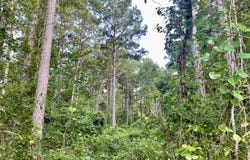 CR 1112, Atlanta, TX 75551