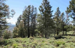 308 Cinnamon Trail, Powderhorn, CO 81243