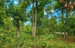 LOT31 NW 23RD BLVD, Jennings, FL 32053