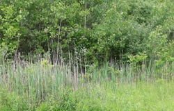 0 Bischoff Ln, Beekman, NY 12533