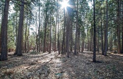 #52 Woodridge Drive, Shingletown, CA 96088
