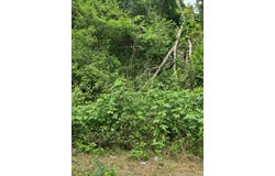 Sellars Street, Daingerfield, TX 75638