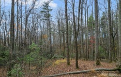 Lot 80 Mountain Grove Lane, Fletcher, NC 28732