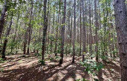 14405 King Road, Thompsonville, MI 49683