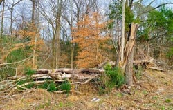 0 Old Lavinia Road, Cedar Grove, TN 38321