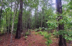 0 Loblolly Court, Elloree, SC 29047