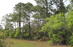 Lucy Lane, Panacea, FL 32346