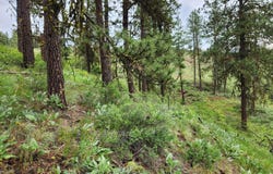 TBD GOLD MOUNTAIN RD, REPUBLIC, WA 99166
