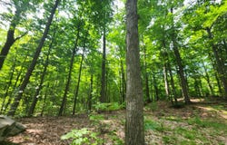 Rogers & M72 Road, Fairview, MI 48621