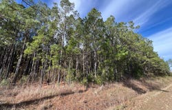 0 Sneed Rd., Florien, LA 71429