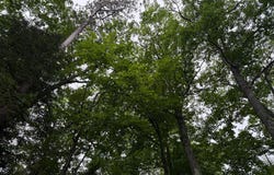 40ac STEELE RD, Harshaw, WI 54529