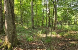 YC Nichols Rd, Lowndesboro, AL 36752