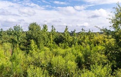 20ac Ouzts, Edgefield, SC 29824