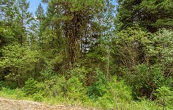 517 Susan Road lot: 41, Cascade, ID 83611