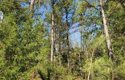 TBD Highway 375 East    ( Lot 7), Mena, AR 71953