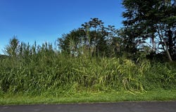 15-2777 MANINI ST, Pahoa, HI 96778