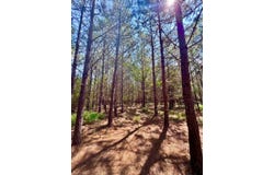 0 County Road 15, Haleyville, AL 35553