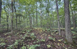Wilfred King Road, Dannemora, NY 12918