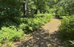 Arquilla Creek Road, Harrietta, MI 49638