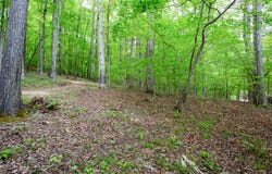6855 Hardwood, Gainesville, GA 30506