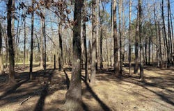 TBD Pioneer Lane, Hatfield, AR 71945