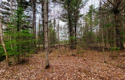 280 Guyette Rd, Marshfield, VT 05658