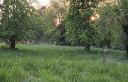 Tbd BOATMANS MOUNTAIN-TR 1 Rd, Morristown, TN 37814