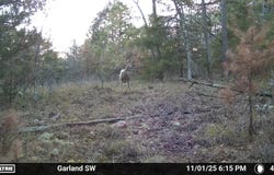 Old Dolph Road, Pineville, AR 72566