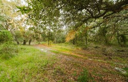 1003 NW TIGER DRAIN RD, White Springs, FL 32096