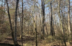 Railroad Lane, Pinola, MS 39149