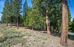 20 S Ridge Road, Portola, CA 96122