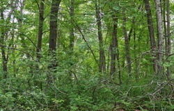1159 65th Avenue, Lincoln Twp, WI 54001