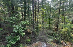 120 Acres Willow Creek, Ishpeming, MI 49849