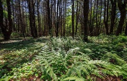 Lot 8 Murray Road, Newport, ME 04953