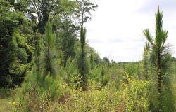 Pataula Park Road, Georgetown, GA 39854