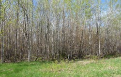 TBD  Rice Lake Road, Lake Linden, MI 49945