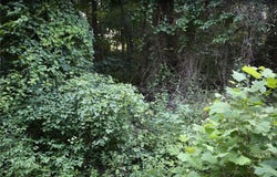 Thaxted Drive lot: 12, Bella Vista, AR 72715