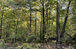 Porcupine Lake Road lot: 5, Long Lake, WI 54542