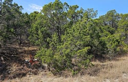 20613 Ramrod TRL, Leander, TX 78645