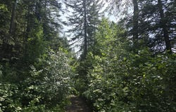 37XX RED MARBLE RD, VALLEY, WA 99181
