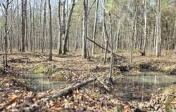 Cottonwood Tr, Sunbright, TN 37872