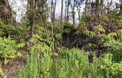 OHIALANI RD, Volcano, HI 96785